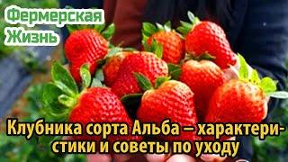 Клубника сорта Альба – характеристики и советы по уходу