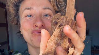 Cat’s Claw Tea - Magic weapon to alleviate chronic gut issues #shorts #medicalmedium #catsclaw
