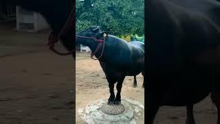 #sadar #bull #sadarfestival #yadav #yadavfamily #viral #trending