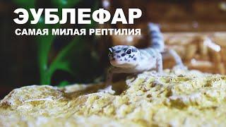 Эублефары. Содержание и уход