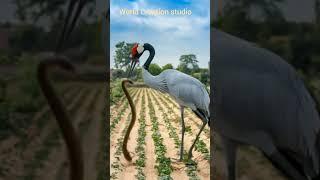 Snake Vs Stork fierce fight in farming land #animals #birds #farming #shorts #ytshorts #ytfeed #ai