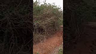 The real African traditional roads #travel #africanvillage #shoppingcenter #villagesquareafrica
