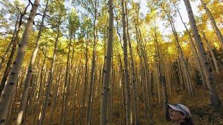 Visit Lockett Meadow NOW! Arizona's Epic Aspen Grove