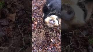 Keeping the animals comfortable #kunekune #homesteader #wintersucks