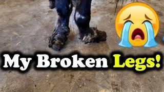 22 Saved From Slaughter | April Almost Live Buyout Intake and Assessment