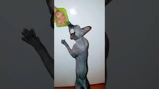 Sphynx cat play and eating