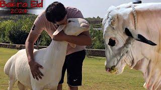 Alhumdulillah JNTV Qurbani Vlog - Last Day With Bamsi  -  Bakra Eid 2024 - Home Qurbani JNTV