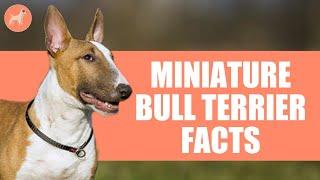 Miniature Bull Terrier: Top 10 Amazing Facts