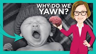 Why We Yawn