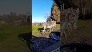 Baby Zebra ️ #wmsp #zebra #calf #animals #wildlifepark #safaripark #conservation #grevyszebra