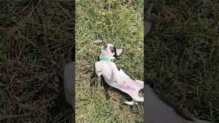 Cute Chihuahua Scooby.. #dog #cute #chihuahuafanclub #chihuahualover #puppy #chihuahua #cat #cats