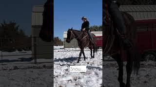 Message us and let’s talk! #equinescience #horsetrainer #equineprofessional #coltstarting #mustangs