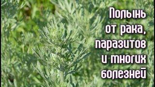 ПОЛЫНЬ от Р А К А, ПАРАЗИТОВ и многих БОЛЕЗНЕЙ. Рецепты