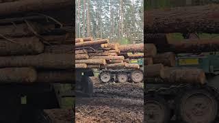 Sometimes the old ways are best   #elmia #elmiawood #forestmachine #forestry  #tractor #woodland