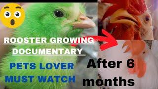 Most obedient rooster Tooli / rooster grown up #pet #growing #rooster #love #animallover #chicken