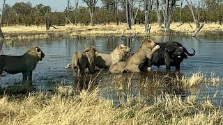 Full video - Buffalo Flips Lion on to Horns to Survive Epic Attack