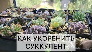 Как укоренить суккулент