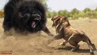 Top 10 Strongest Animals That The Lion Never Want to Meet - Blondi Foks