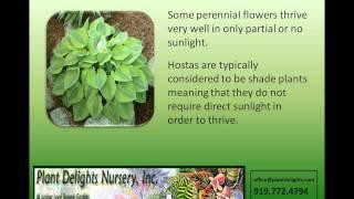 Find a Wide Variety of Perennial Flowers at Plant Delights Nursery