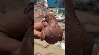 Jama masjid kabootar market delhi pigeon market Delhi white pigeons shorts #short #shorts #pigeon