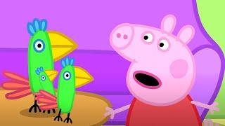 Peppa Pig Meets Parrots!  | Peppa Pig | Full Episode Collection | Cartoons for Kids