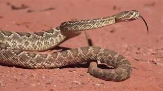 Mojave Green Rattlesnake at Red Rock Canyon ~ Raw 4K footage