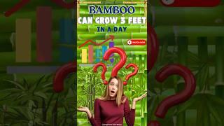 Bamboo Can Grow 3 Feet in a Day                                                    #bamboo #facts