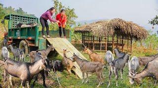 Buy a Herd Of Goats and Use Truck My Sister's [ DAILY FARM ] To Transport Them To A New Barn