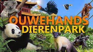 Ouwehands Dierenpark (Rhenen) - Pandas, Koalas und vieles mehr! | Zoo-Eindruck