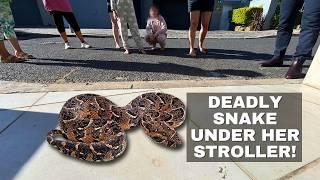 DEADLY SNAKE UNDER HER PRAM!