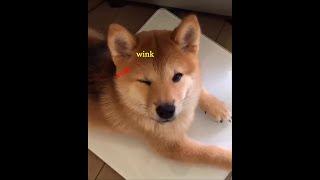 Doge Wink