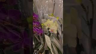 Лондон. Орхидеи. Мультифлоры.  Стандарты. Марк Спенсер. London. Orchids. Multifloras. Standards. M&S