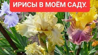 КАК ЖЕ ОНИ ХОРОШИ! ИРИСЫ БОРОДАТЫЕ В МОЁМ САДУ! ЕЩЁ ОДИН ОБЗОР ПЕРЕД ЗАВЕРШЕНИЕМ ИХ ЦВЕТЕНИЯ!