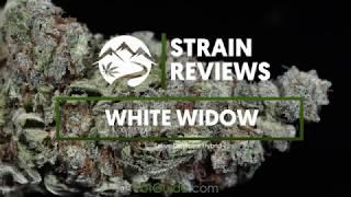 Strain Profile: White Widow