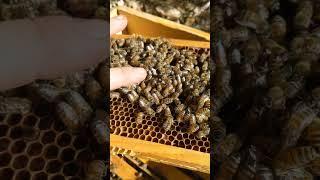 Спокійні бджоли! #beekeepers #beekeeper #beekeeping #bee #honeybee #nature #animals