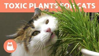 10 TOXIC PLANTS for CATS    In the Home & Garden