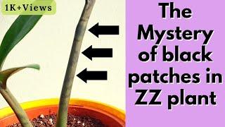 The Mystery of Black patches in ZZ plant stem | Why do we get black patches / stripes on the stem