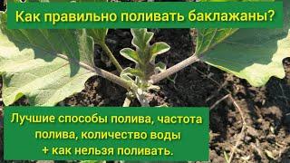 Как поливать баклажаны? Сколько поливать баклажаны? Как часто поливать баклажаны? Полив баклажанов