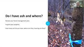 Emerald Ash Borer in Your Woods -- What is a Landowner to Do?