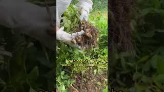 #gardening #planting #gardening101 #gardeningtips #farming #peanut #agriculture #plants
