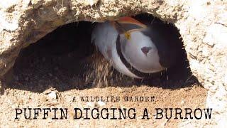 Puffin Digging a Burrow