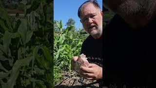 Fish Head Waste in the Garden TIP #gardening #growsomefood #garden