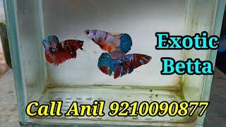 New Fish Stock by Anil Aquarium - Call 9210090877 /  Fish Shopping in India #trending #viral 3