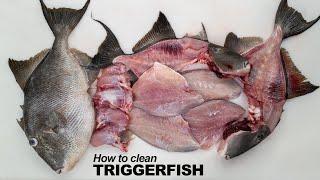 How to clean Triggerfish