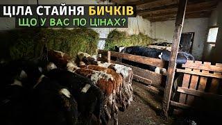 ПОСТАВИВ ВСІХ ТЕЛЯТ НА СТАЙНЮ! Голштини вже мають по 300 кг. Осіння відгодівля телят.