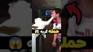 گربه بالاخره فهمید چقدر دوستش دارند ️