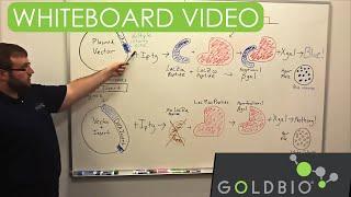 Blue-White Screen - Alpha Complimentation Whiteboard Talk