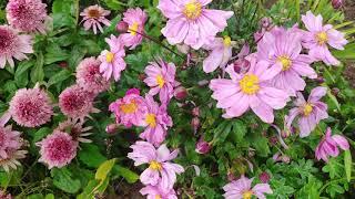 Еchinacea Butterfly Kisses & Anemone Pretty Lady Emily