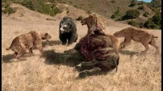 Short-Faced Bear vs Sabertooth (Smilodon) | Prehistoric Predators Episode 3