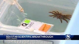Moss Landing lab advances sea star preservation for endangered species